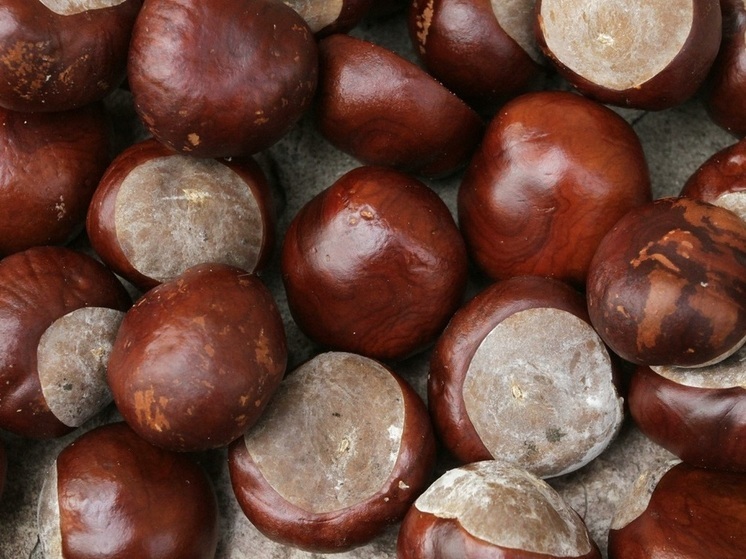 Кинолог объяснил, почему собакам нельзя есть каштаны