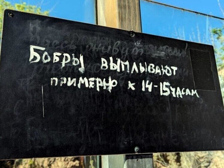 В Ленобласти открылся сезон охоты на бобра
