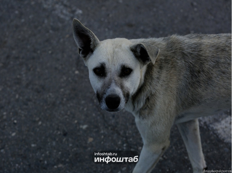 Астраханка оголила ягодицы в защиту бродячих собак