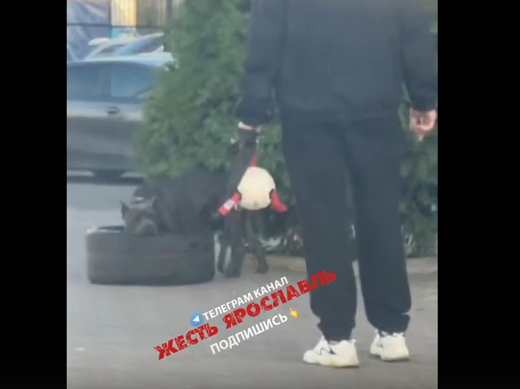 В Ярославле будет оштрафован собаковод, который дрессировал пса на улице