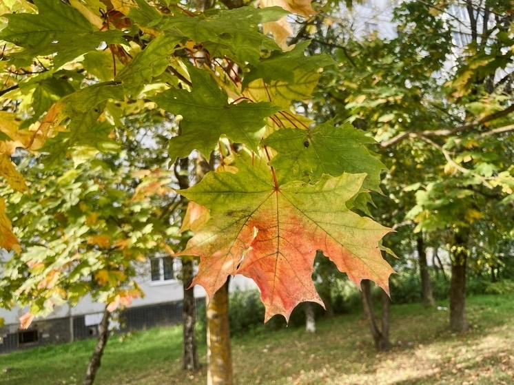 Какая погода ждет смолян 2 октября