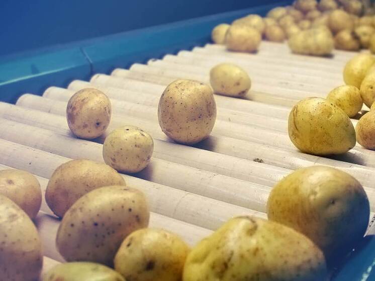 В Нижнем готово инвестпредложение завода по переработке картофеля