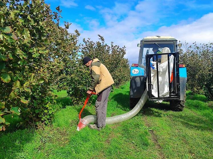 На Ставрополье заложат новый ореховый сад площадью 100 га