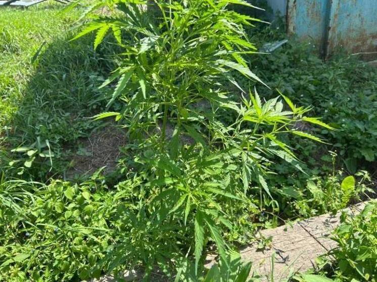 В Приморье задержаны браконьеры, хранившие 87 кг наркотиков