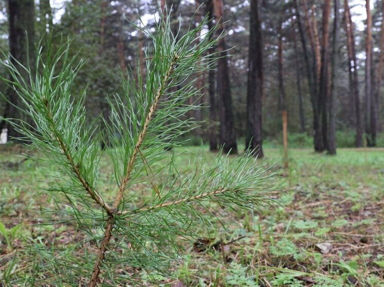 В кемеровском бору в течение ближайших недель планируется ликвидировать свыше тридцати сосен
