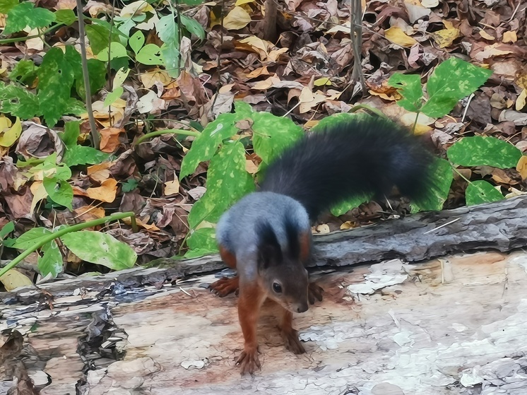 Мокрый снег, дождь и до -1 °C: погода в Томске на 2 октября
