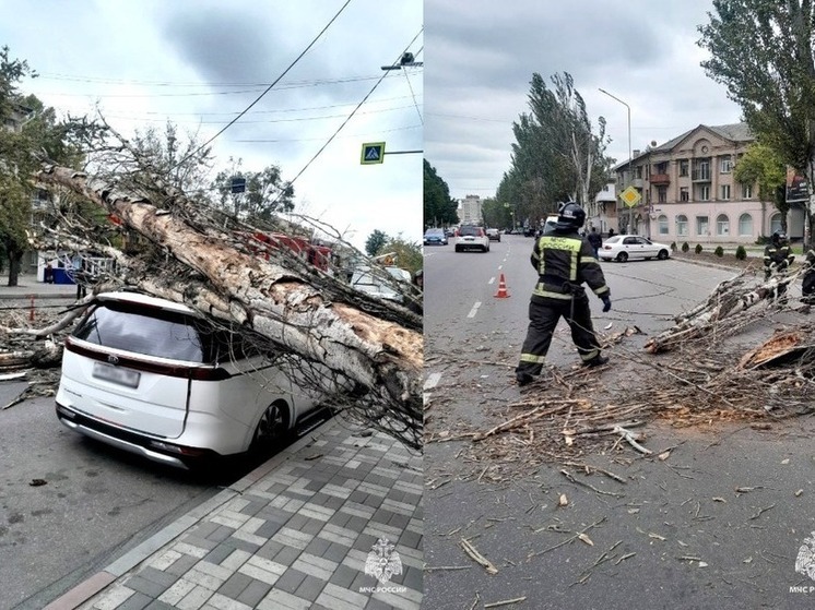 В Запорожской области от ветра падают тополя