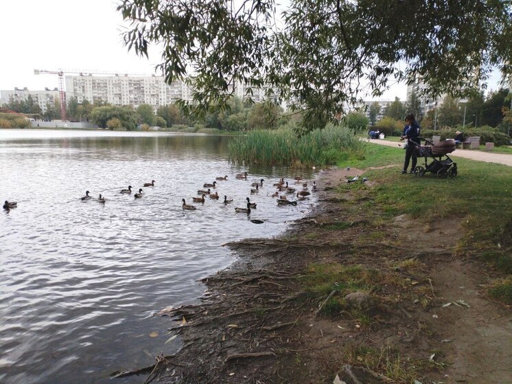 Ленинградцев 2 октября встретит облачная погода без осадков и до +13 градусов