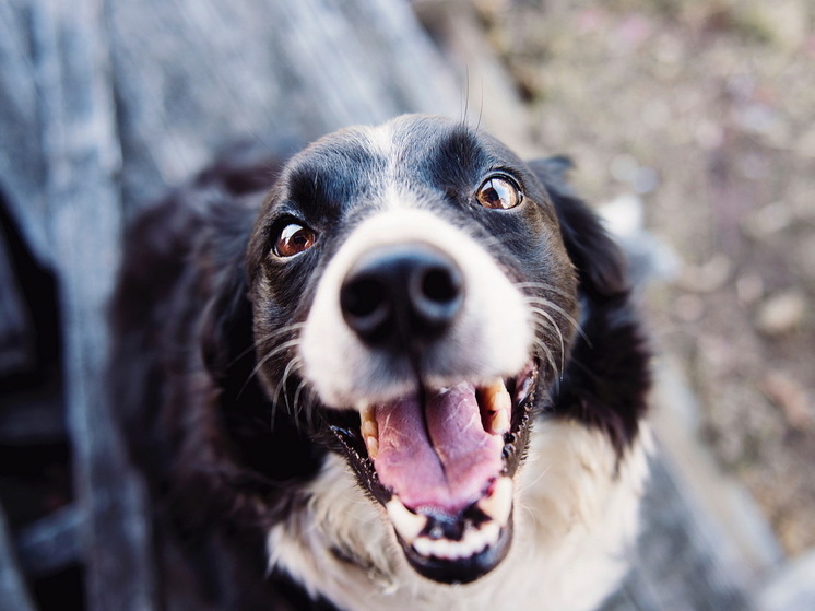 В Марий Эл могут ввести штраф за отсутствие регистрации домашних животных
