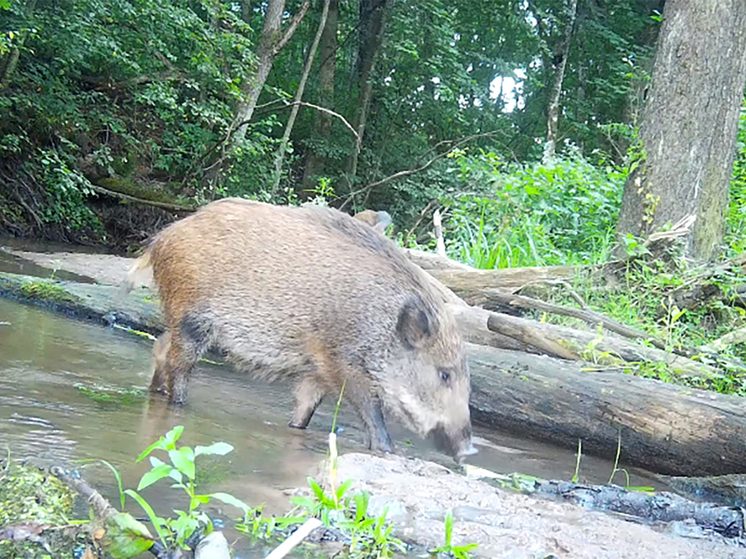 Повзрослевшие кабанчики попытались снести фотоловушку в «Калужских засеках»
