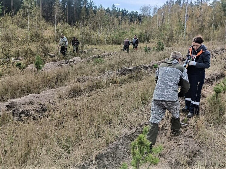 «Сохраним лес»: в Алтайском крае в рамках экоакции высадили почти 400 тысяч деревьев