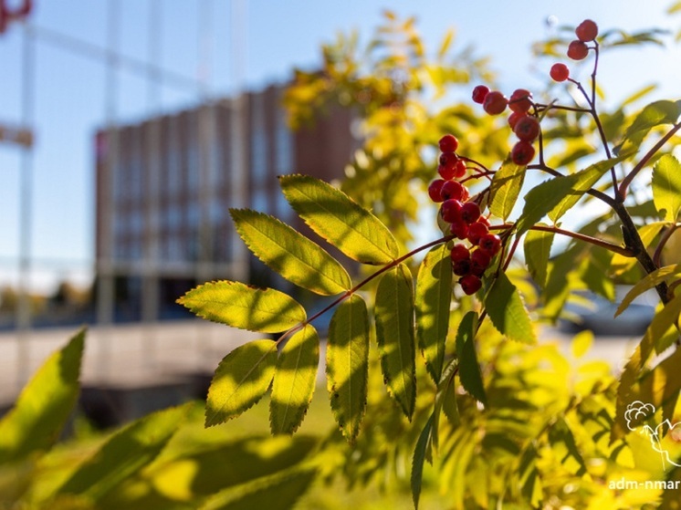 Жителей НАО зовут на конкурс «Я в Агро»
