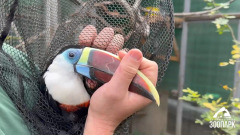 В Челябинском зоопарке устроили массовый отлов птиц. Видео