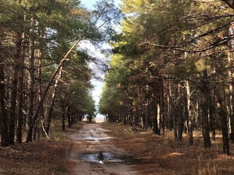 На семью с 5-летней девочкой в походе под Красноярском могли напасть дикие звери