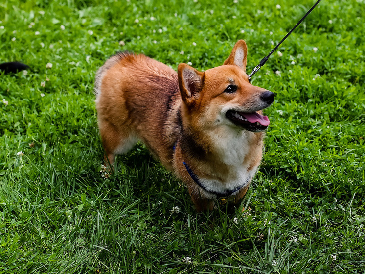 Ветеринар Ковалев:  владельцев собак без поводков и намордников нужно штрафовать