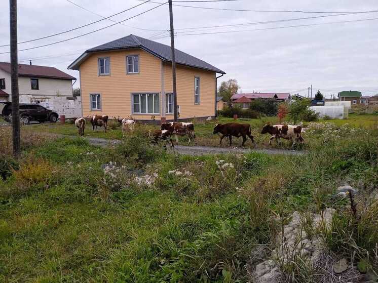 Телки облюбовали в «Ясную поляну»