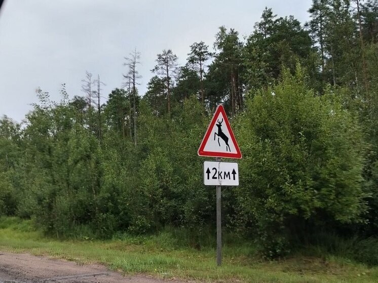В Ленобласти лось сломал ногу и медленно умирает