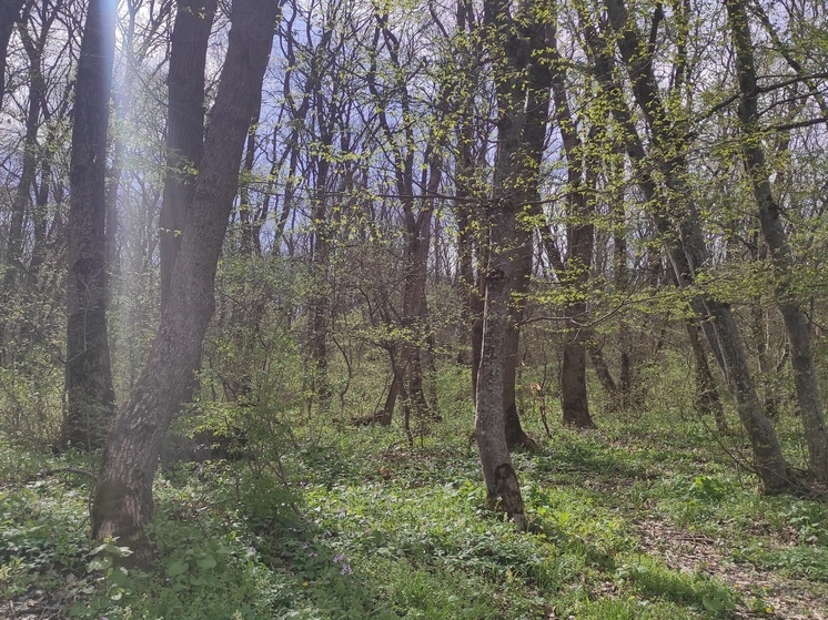 На Ставрополье отменили запрет на посещение лесных массивов