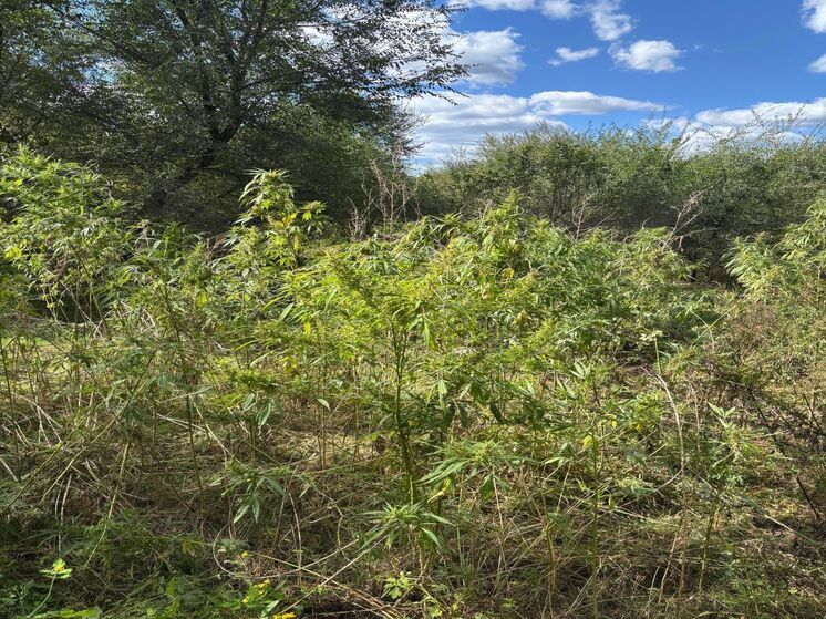 Операция «Мак-2025»: в Приморье ликвидировали плантации конопли