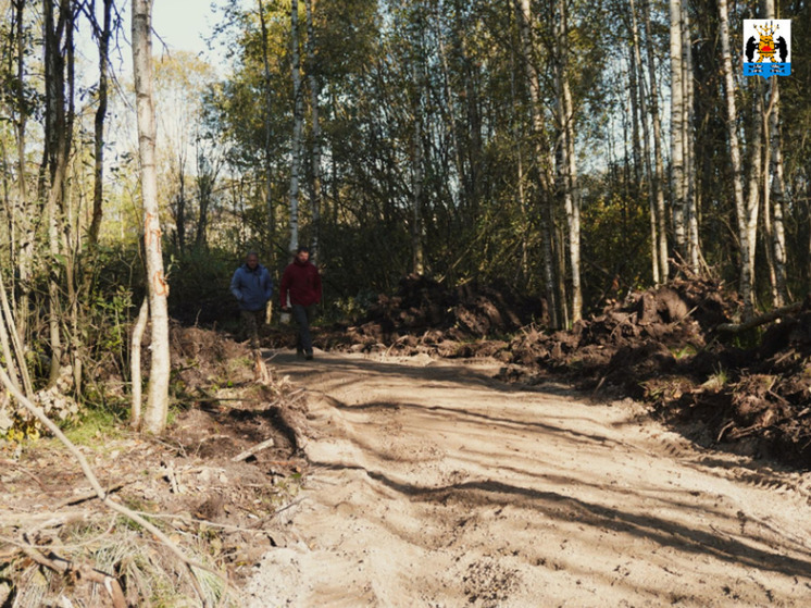 В новгородской «Березовой роще» проложат экотропу