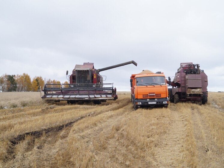В Хакасии темпы уборочной кампании опережают прошлогодние