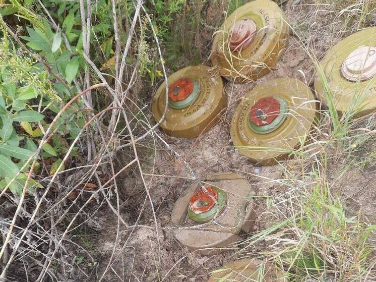 Добровольцы «Барс-Курск» за неделю обезвредили 470 взрывоопасных предметов