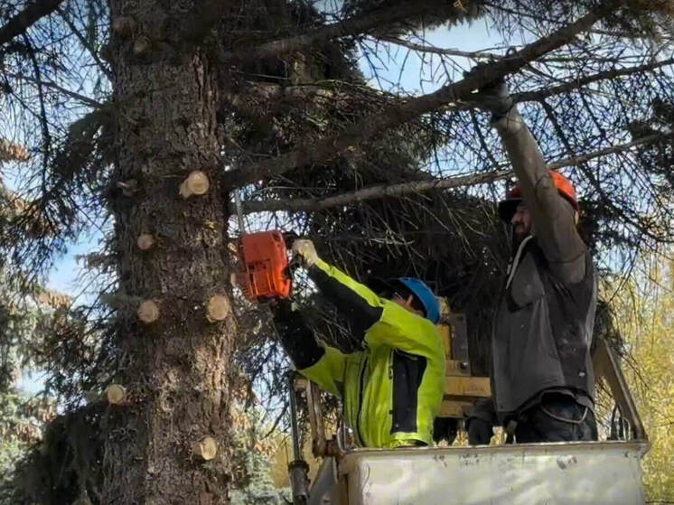 В йошкар-олинском Центральном парке вырубают старые ели