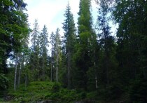 Пятые сутки в тайге Красноярского края ищут семью Усольцевых