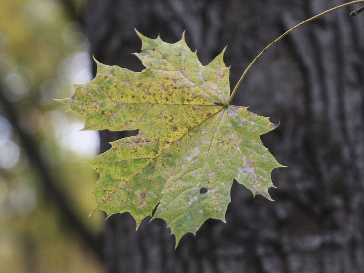 Температура зимой в столице и на европейской территории России будет ниже нормы