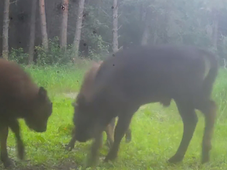 Калужские зубры отметили свой праздник играми на камеру