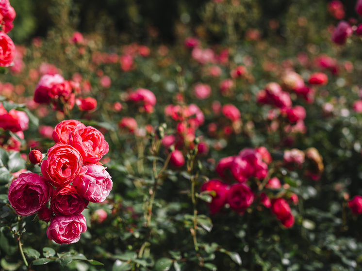 Студотряды ДНР заложили «Аллею памяти», высадив более тысячи роз в честь погибших на СВО