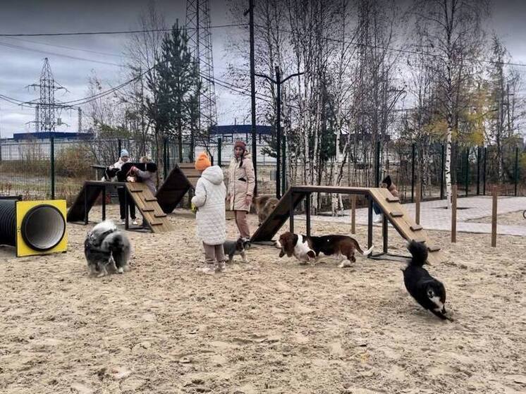 В Тарко-Сале открывается новая площадка для выгула собак
