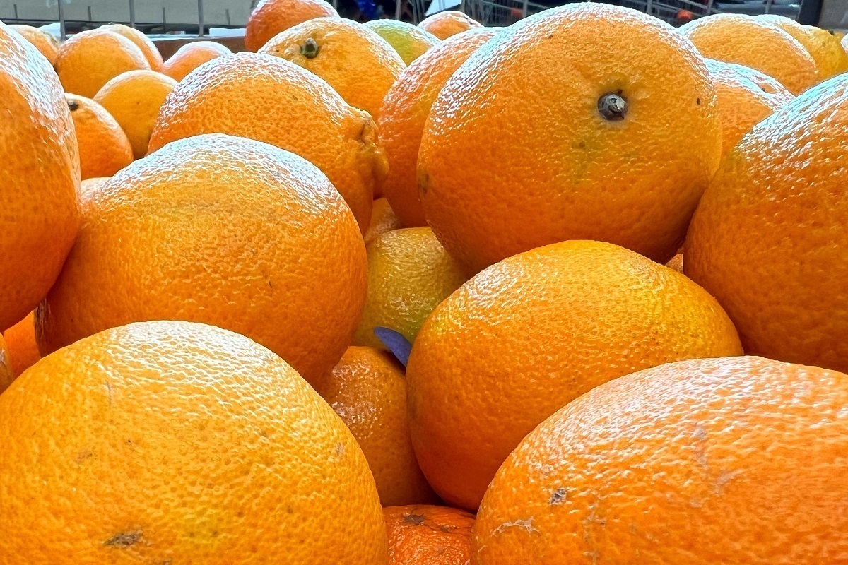 Стало известно о росте импорта одного вида цитрусовых на Кубань в 2024 году