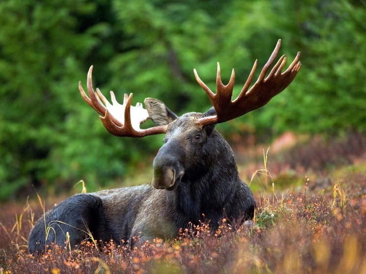 Даты проведения экзамена для получения охотбилета назвали в НАО