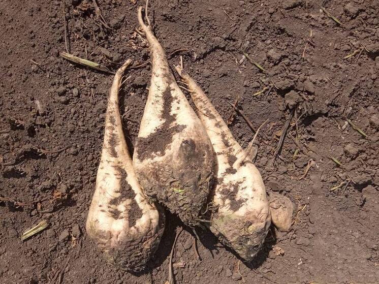 Отечественные гибриды сахарной свеклы доказали свою эффективность на Ставрополье