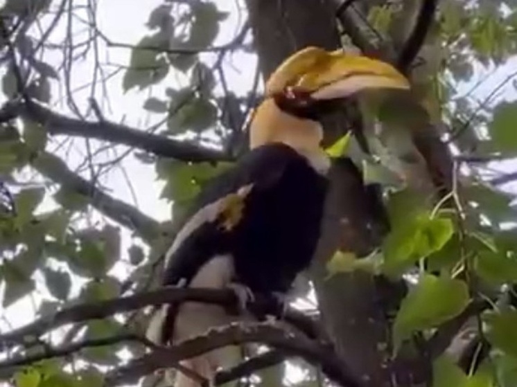 Сбежавшую из зоопарка в Петербурге индийскую калао Шанти удалось поймать