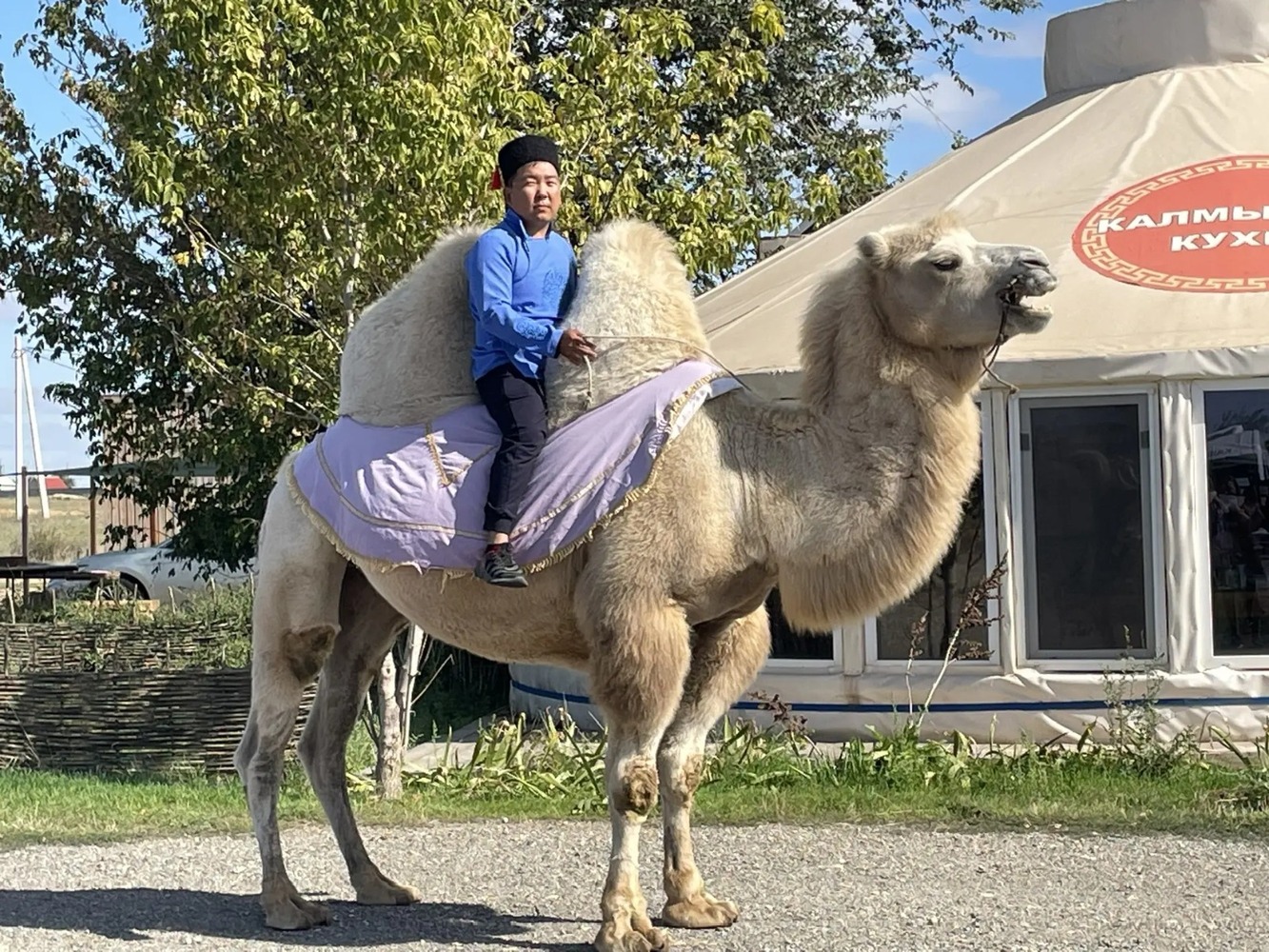 Калмыцкий бактриан
