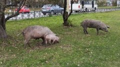 Семейство свиней с двумя поросятами гуляет по Ревде