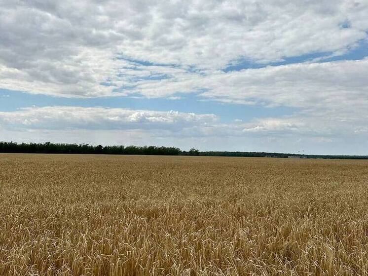 Аграрии Рязанской области продолжают уборку поздних культур и сев озимых