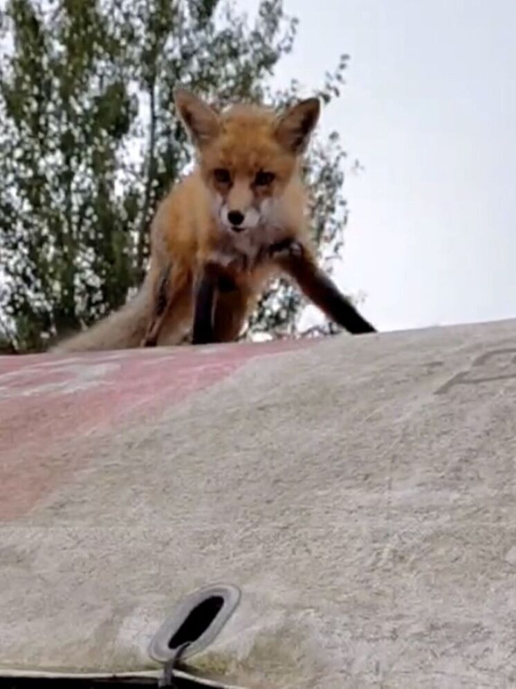 В калужском «Фениксе» нахулиганила лиса