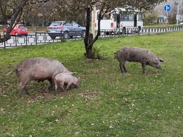 Поросята со свиноматкой и хряком пришли в центр Ревды