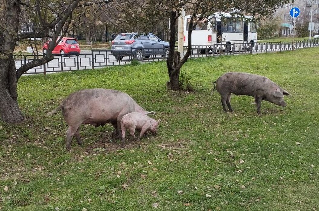 Свиньи с приплодом гуляют по Ревде в поисках еды