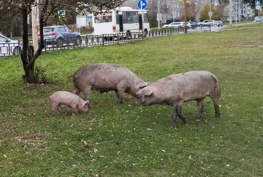 Свиньи с приплодом гуляют по Ревде в поисках еды