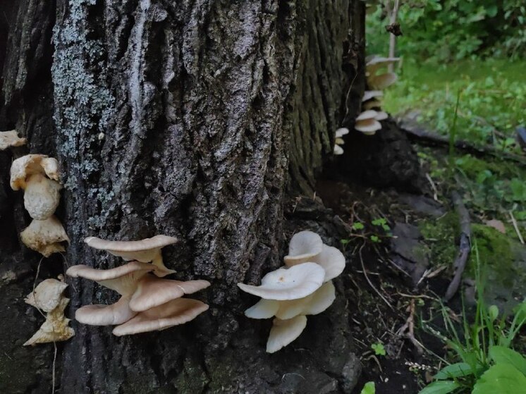 Более 420 тысяч рублей заплатит амурчанин за сожжение заказника «Березовский»