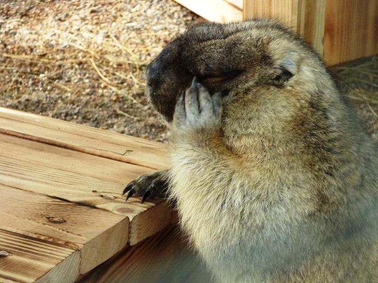 Байбака Леся из хакасского зоопарка начала подготовку к спячке