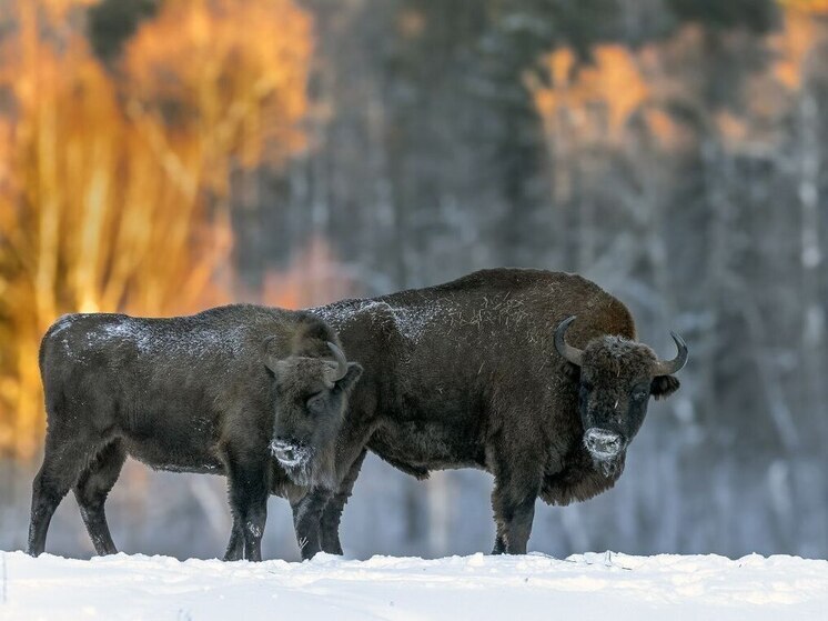 Губернатор рассказал о крупнейшей группировке в Калужской области