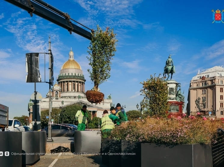 Растения из садов-трансформеров пересадили в парки и скверы Петербурга