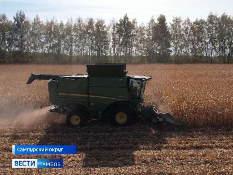 Полевые успехи Тамбовщины: комбайнеры собирают рекордный урожай кукурузы, несмотря на капризы природы