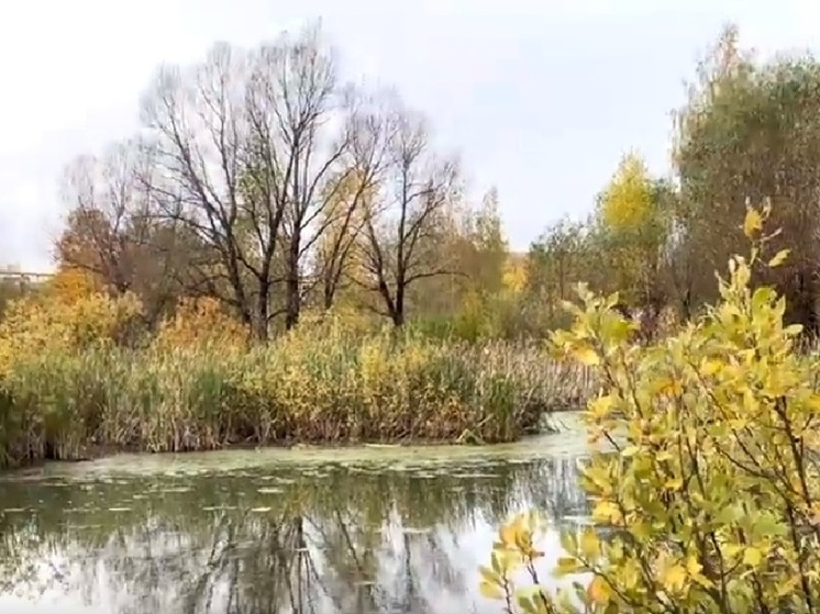 На озере в Родниках произошло экологическое ЧП