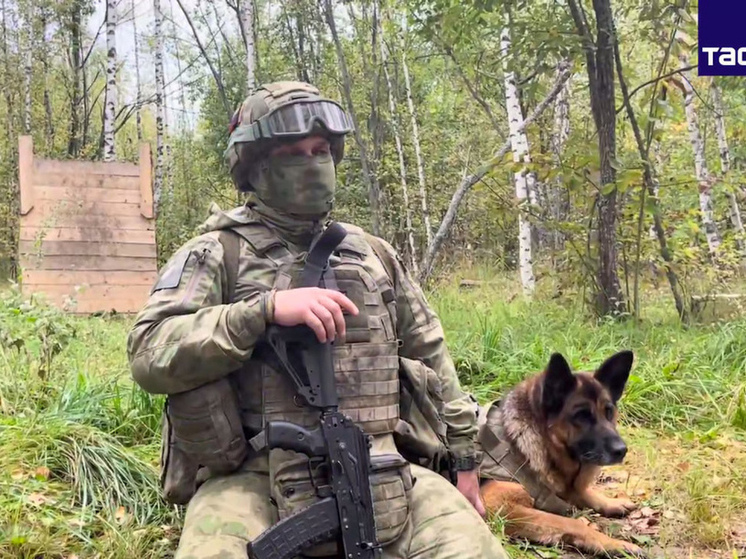 Собаки обнаружили склад боеприпасов ВСУ в Курской области